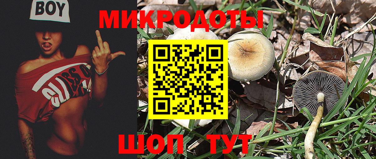 Галлюциногенные грибы Psilocybe Тавда